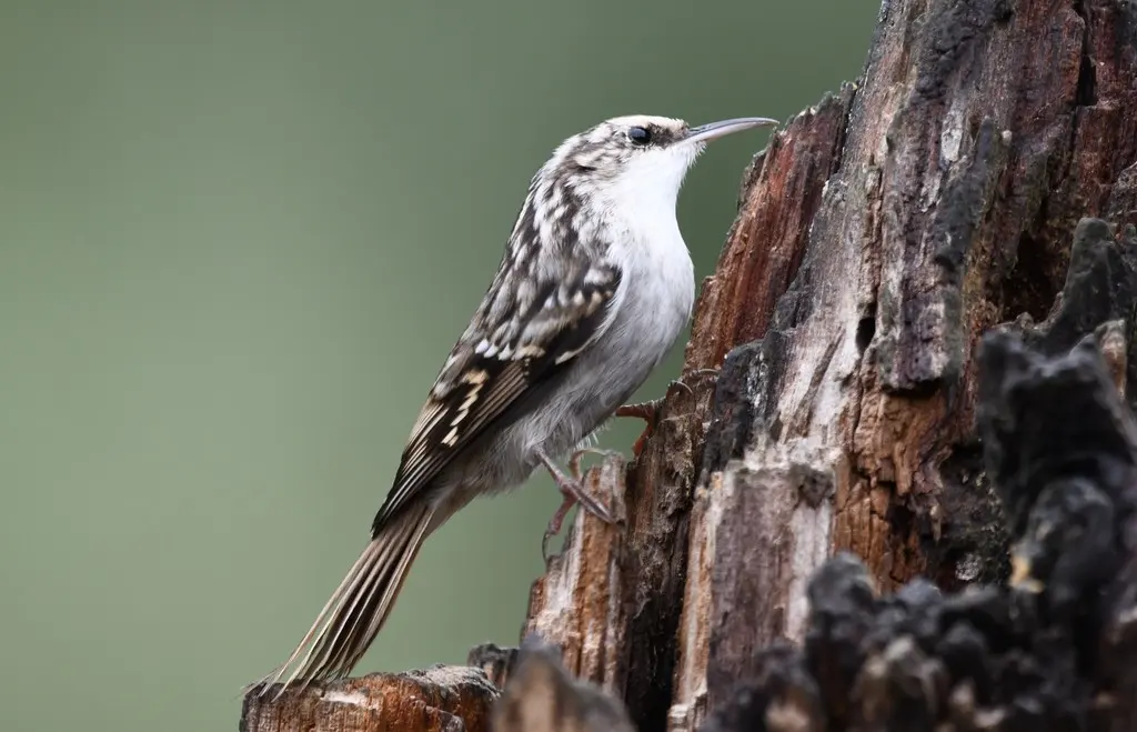 短趾旋木雀(Certhia brachydactyla)