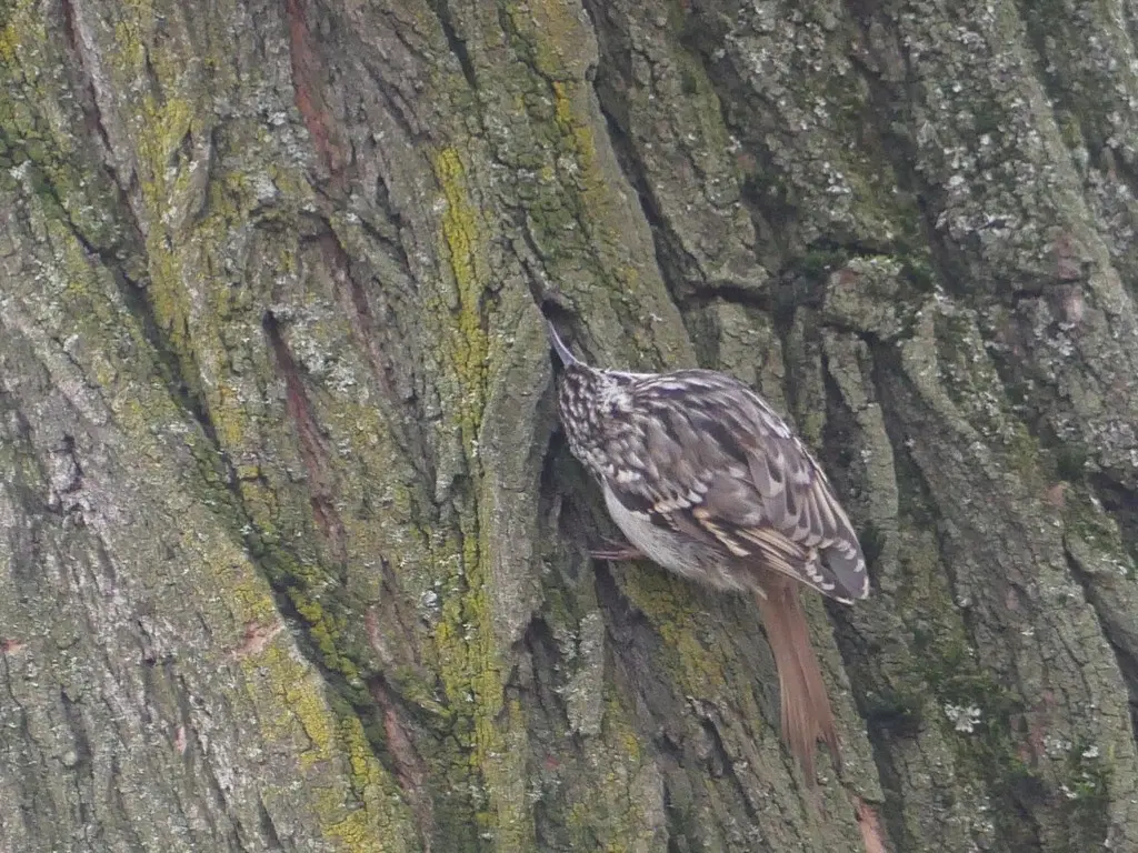 短趾旋木雀(Certhia brachydactyla)