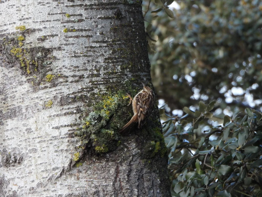 短趾旋木雀(Certhia brachydactyla)