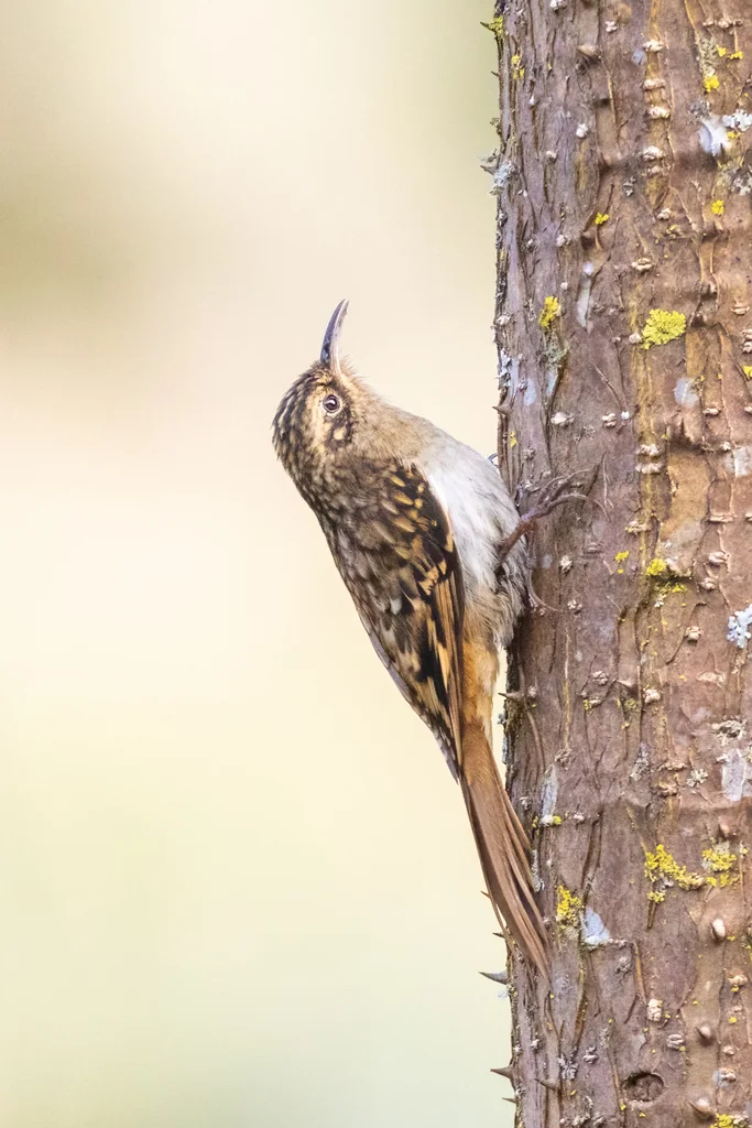 褐喉旋木雀(Certhia discolor)