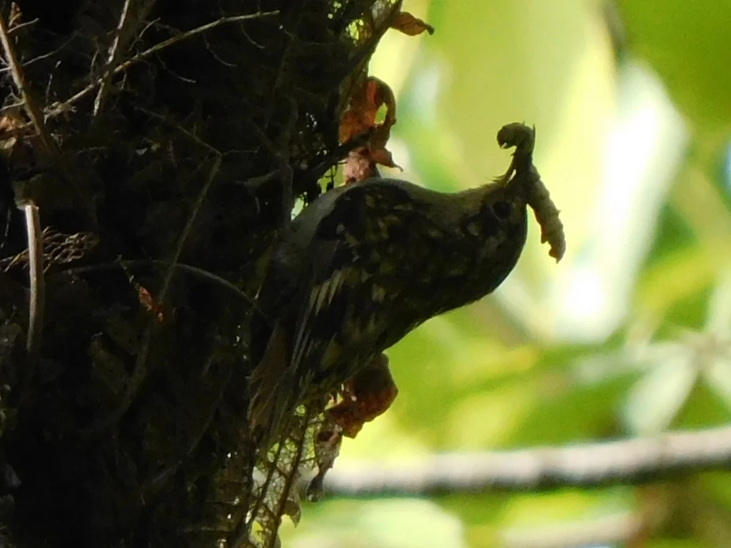褐喉旋木雀(Certhia discolor)