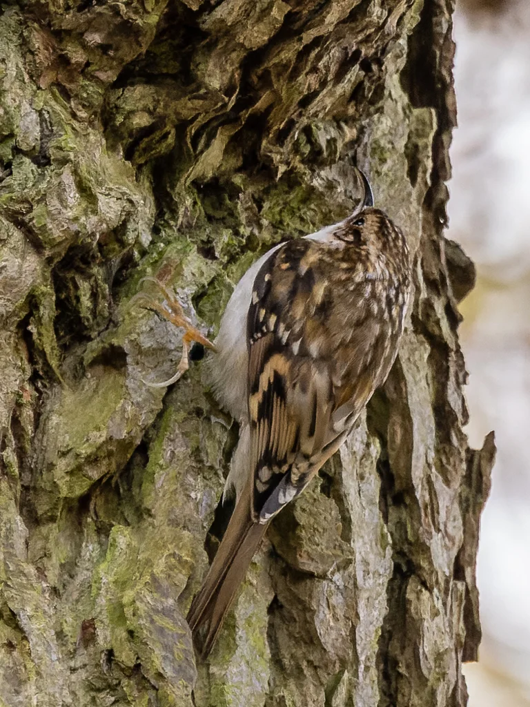 旋木雀(Certhia familiaris)