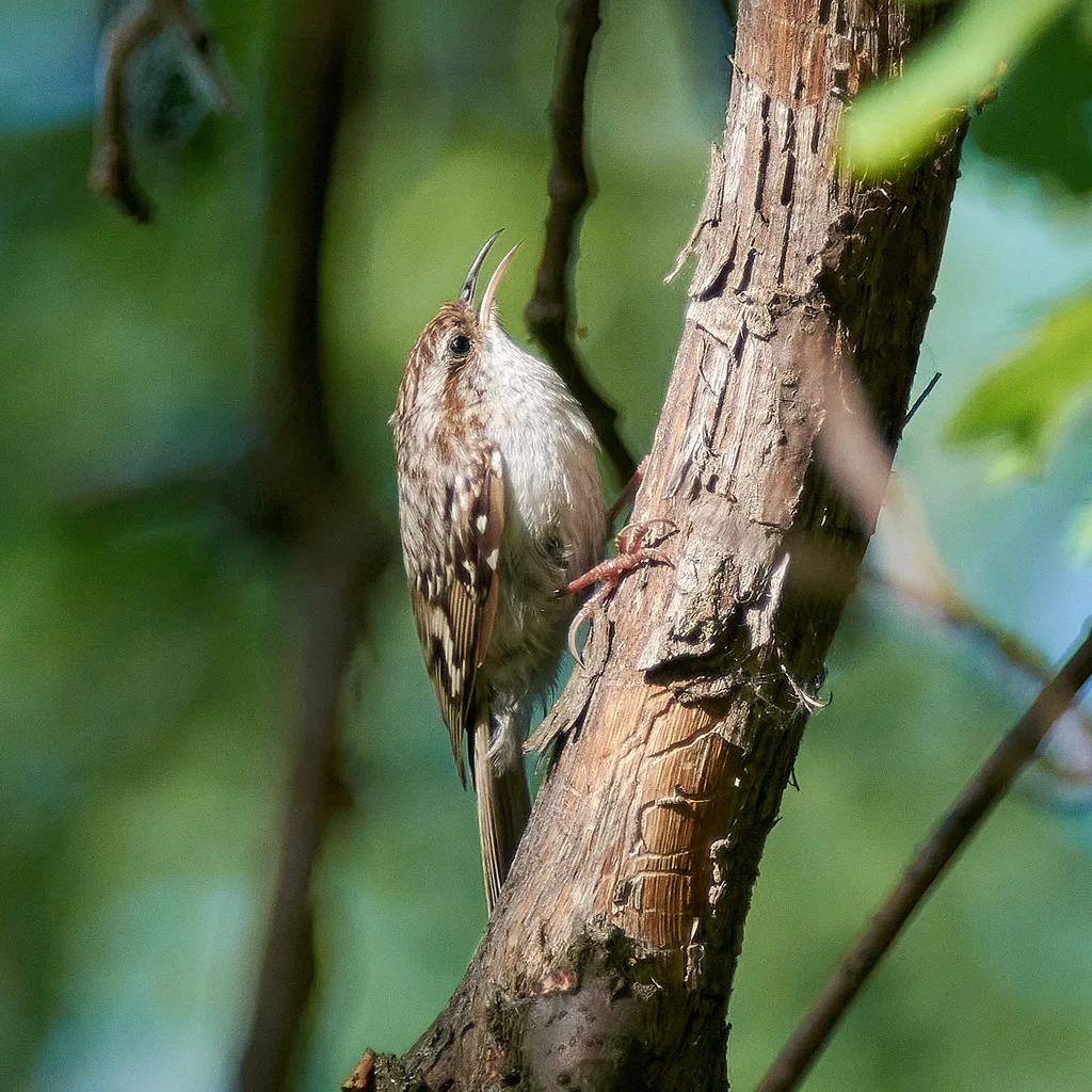 旋木雀(Certhia familiaris)