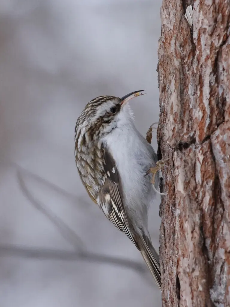 旋木雀(Certhia familiaris)