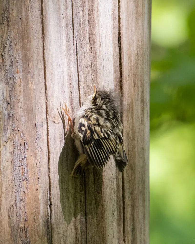 旋木雀(Certhia familiaris)