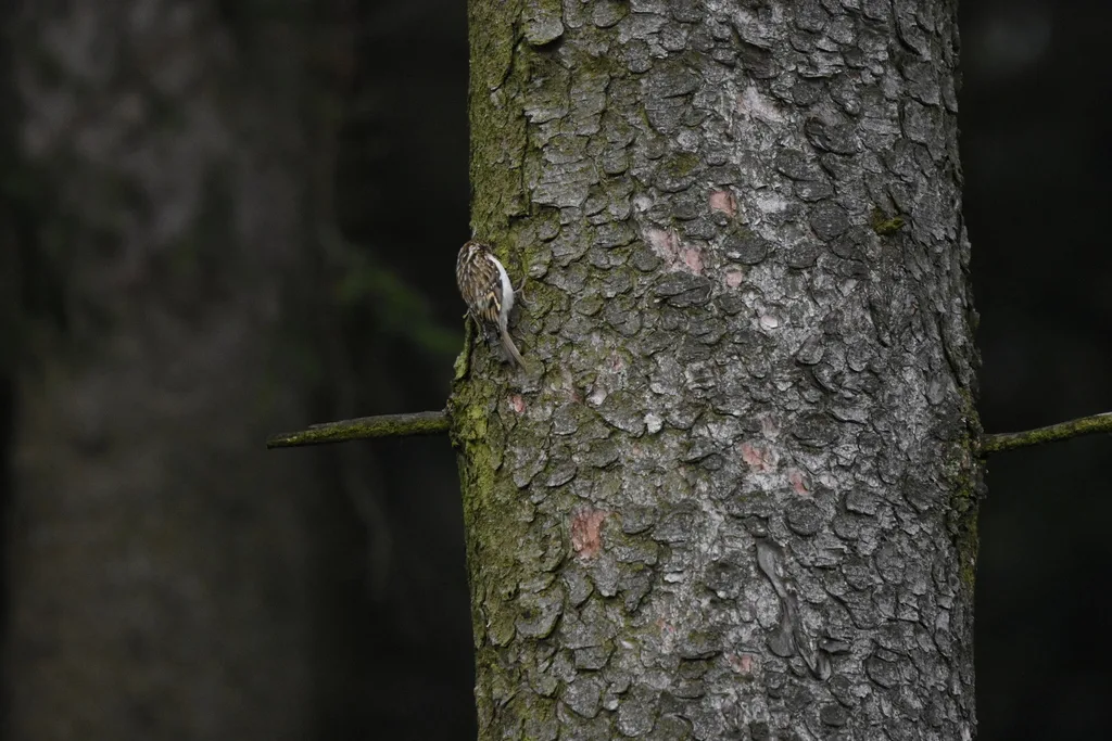 旋木雀(Certhia familiaris)