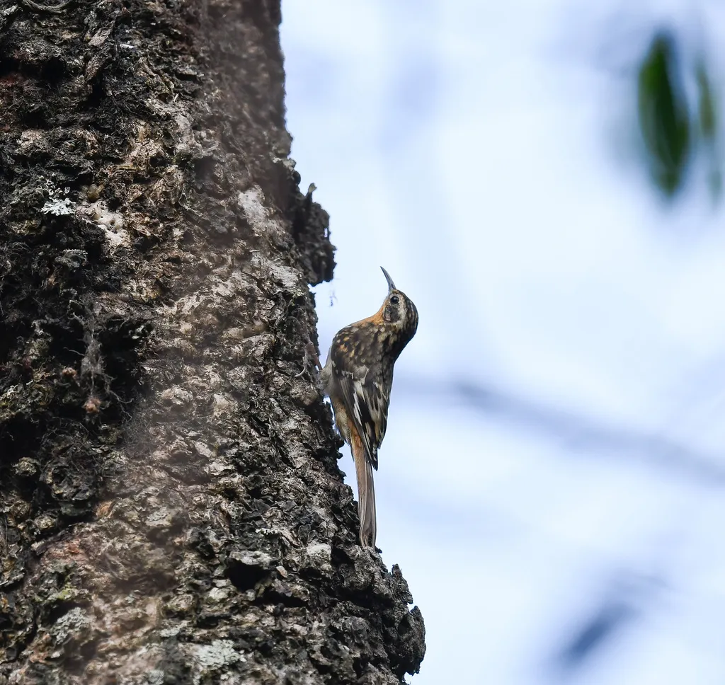 休氏旋木雀(Certhia manipurensis)