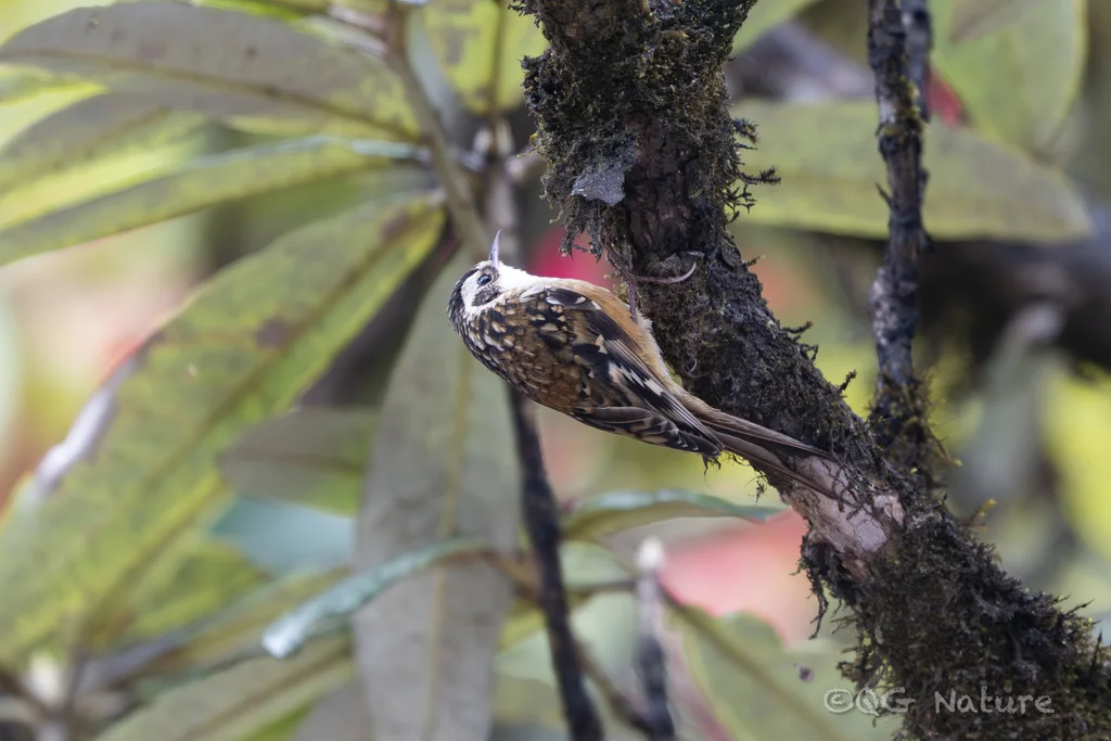 锈红腹旋木雀(Certhia nipalensis)