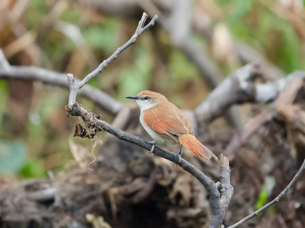 黄颏针尾雀(Certhiaxis cinnamomeus)