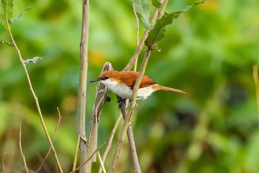 红白针尾雀(Certhiaxis mustelinus)