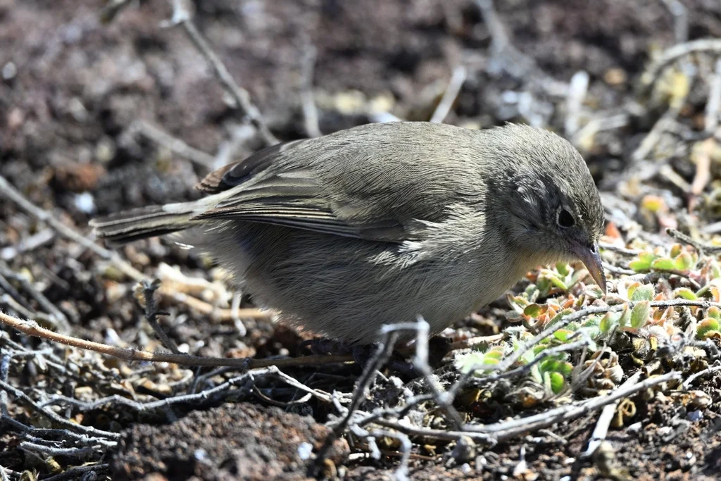 灰喉莺雀(Certhidea fusca)