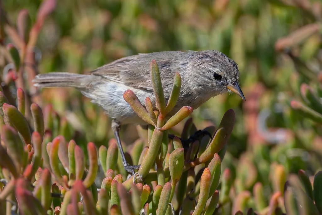 灰喉莺雀(Certhidea fusca)