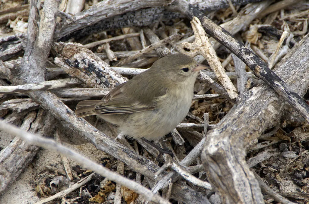 灰喉莺雀(Certhidea fusca)