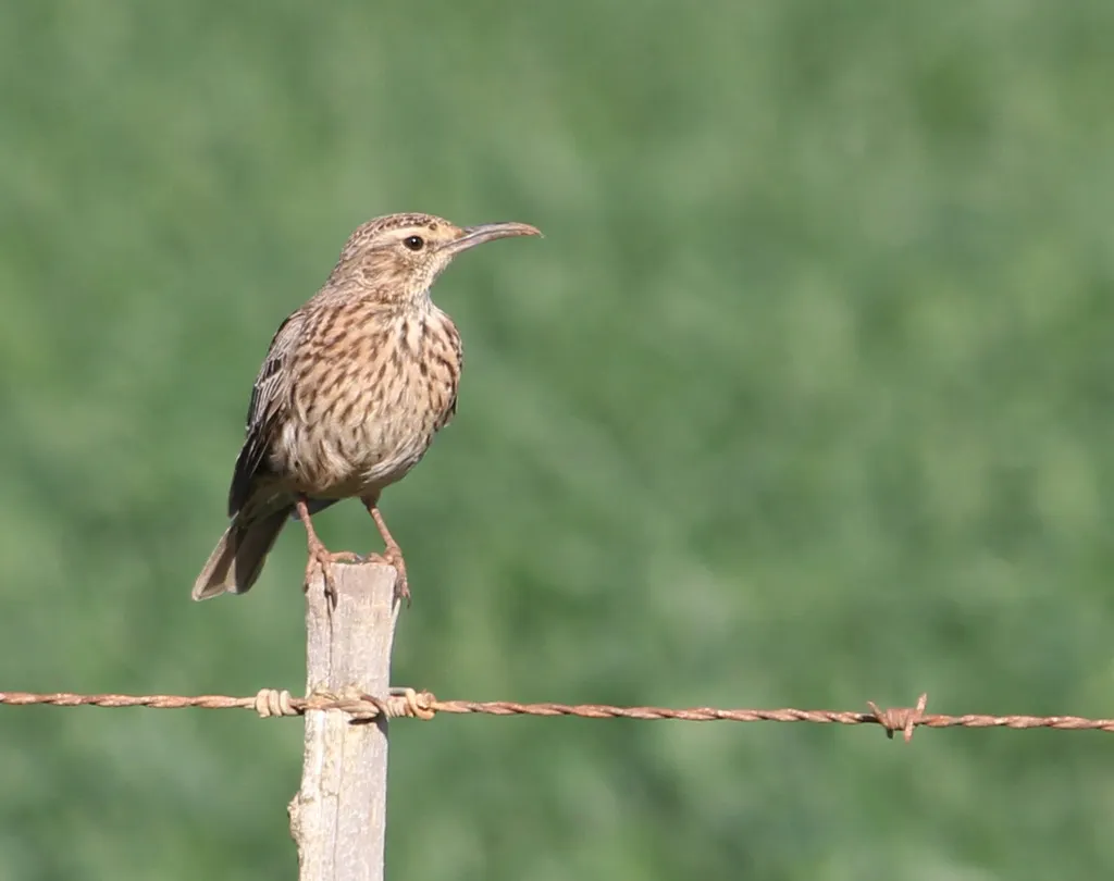长嘴歌百灵(Certhilauda curvirostris)