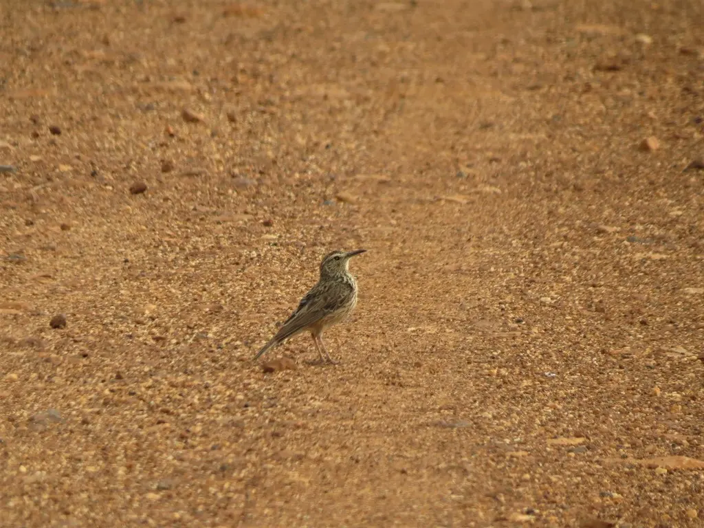 长嘴歌百灵(Certhilauda curvirostris)