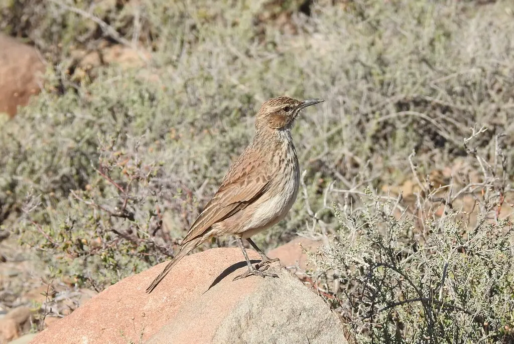 卡鲁歌百灵(Certhilauda subcoronata)