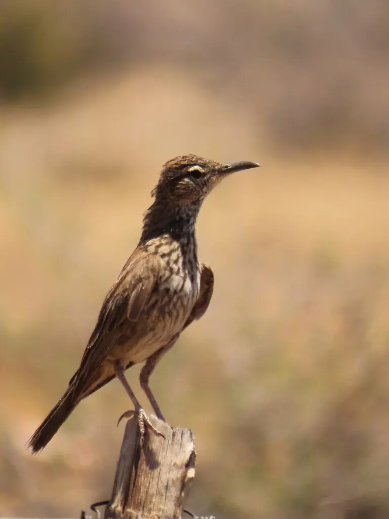 卡鲁歌百灵(Certhilauda subcoronata)