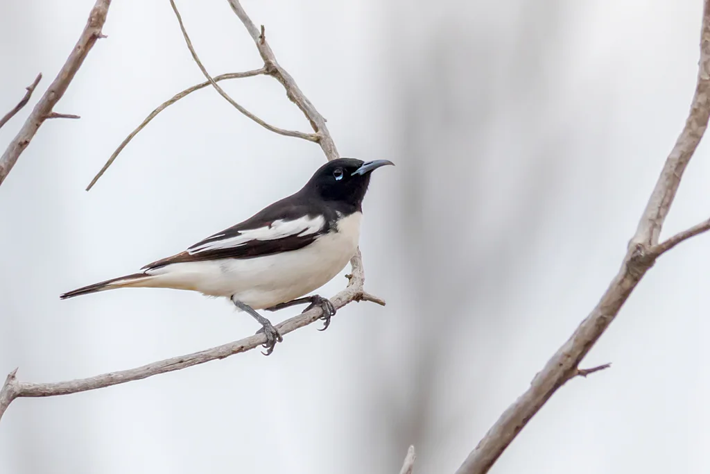 白肩黑吸蜜鸟(Certhionyx variegatus)