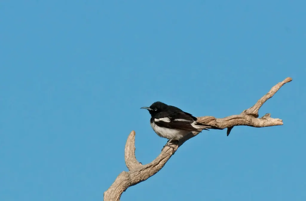 白肩黑吸蜜鸟(Certhionyx variegatus)