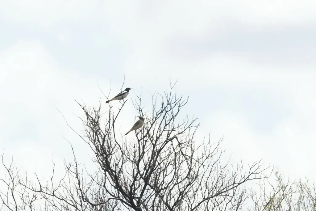 白肩黑吸蜜鸟(Certhionyx variegatus)