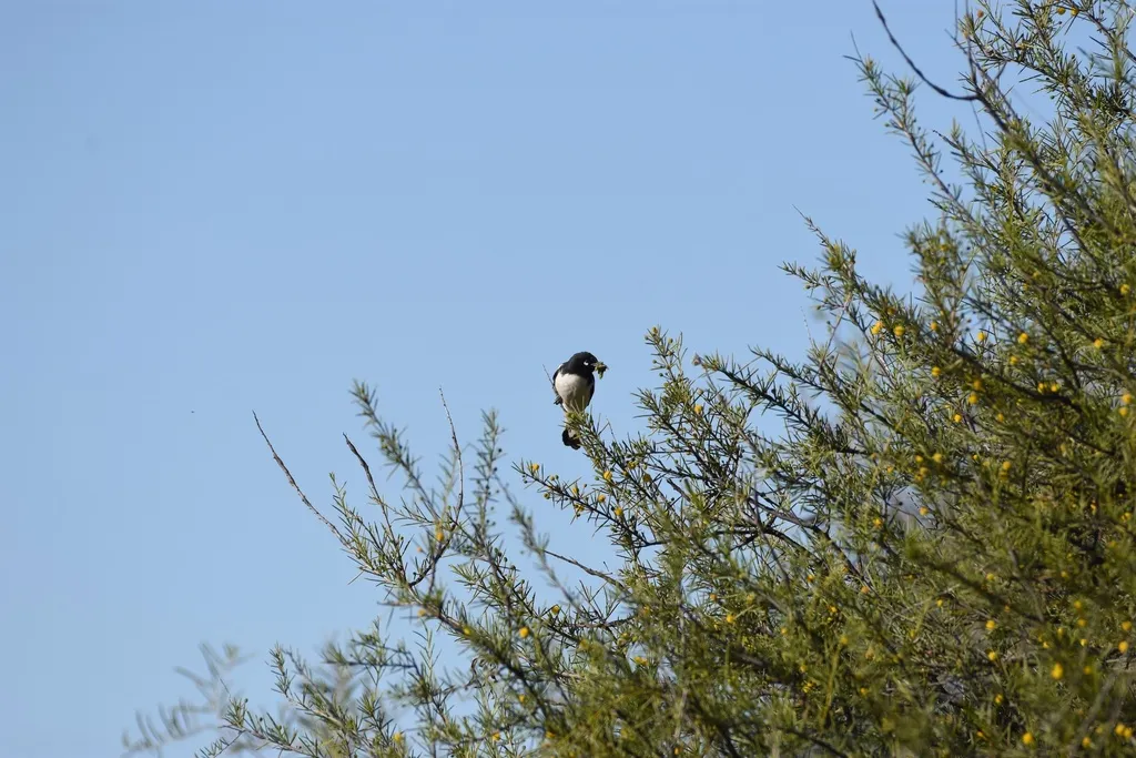 白肩黑吸蜜鸟(Certhionyx variegatus)
