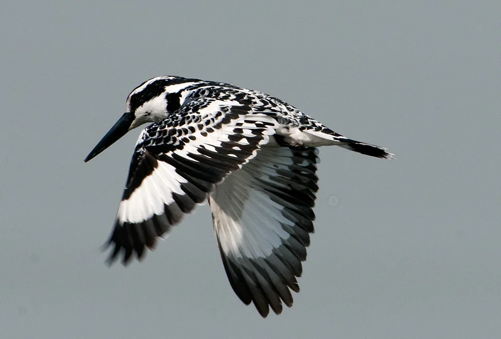 斑鱼狗(Ceryle rudis)