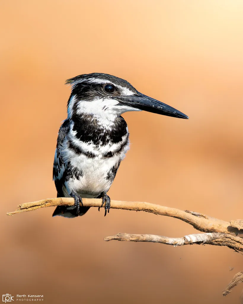 斑鱼狗(Ceryle rudis)