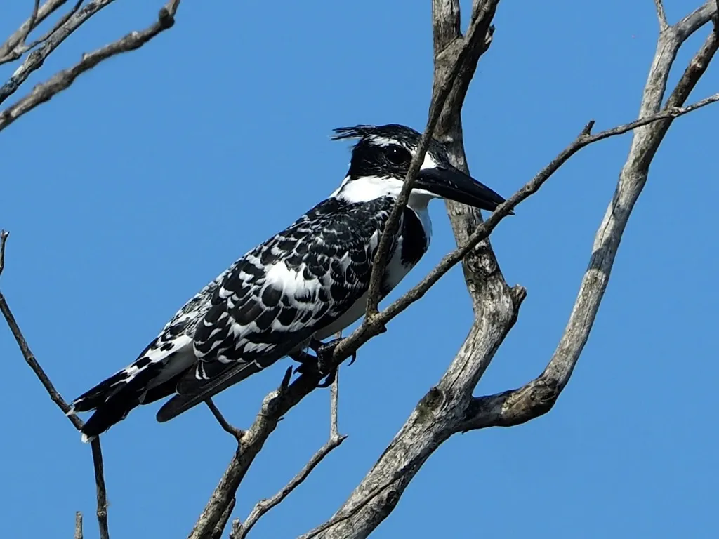 斑鱼狗(Ceryle rudis)