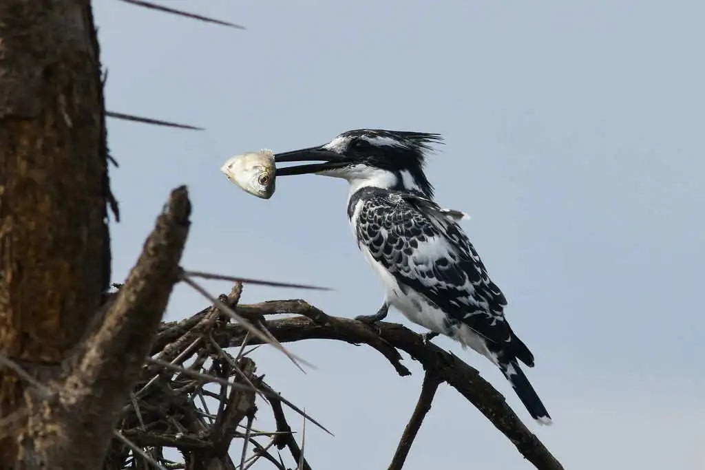 斑鱼狗(Ceryle rudis)