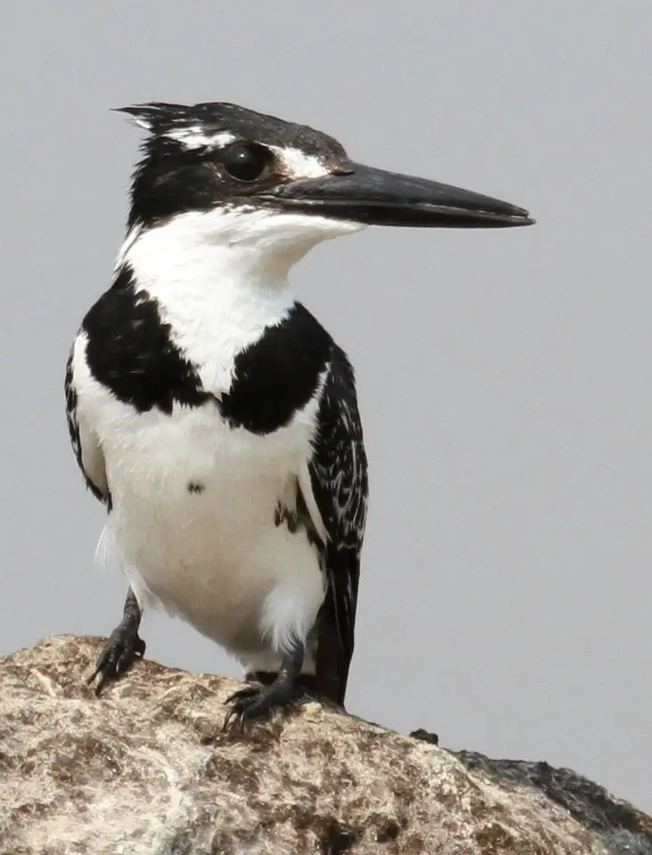 斑鱼狗(Ceryle rudis)