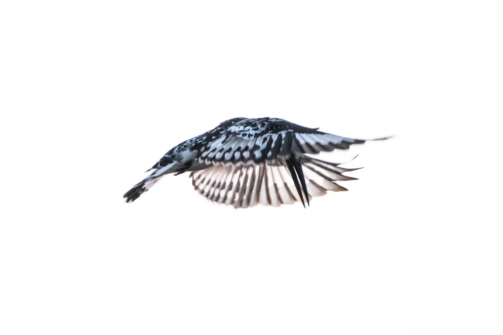 斑鱼狗(Ceryle rudis)