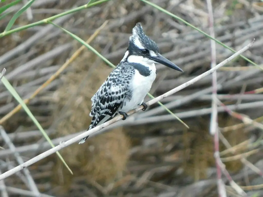 斑鱼狗(Ceryle rudis)