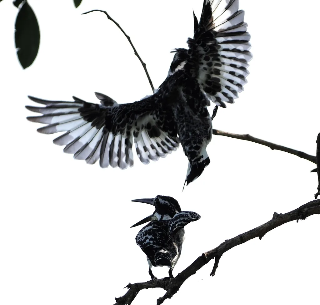 斑鱼狗(Ceryle rudis)