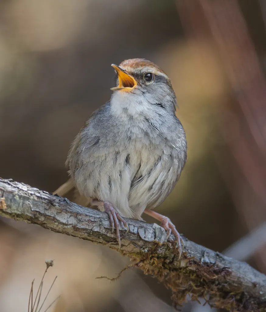棕顶树莺(Cettia brunnifrons)