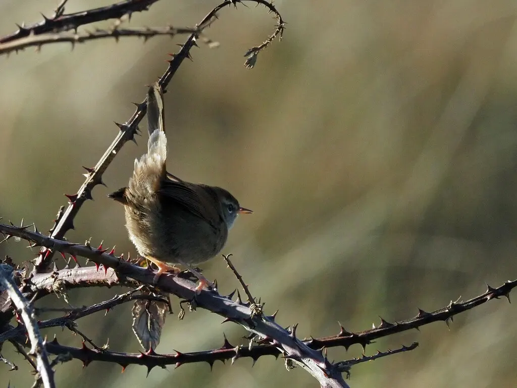 宽尾树莺(Cettia cetti)