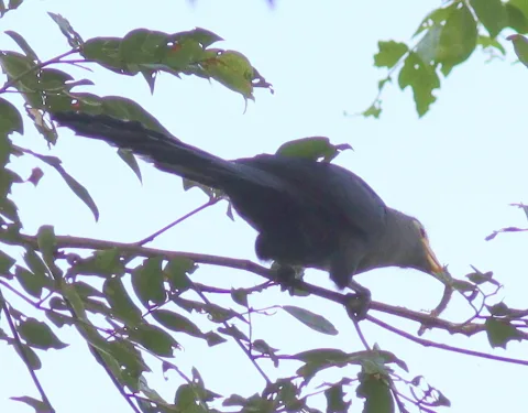 黄嘴鹃