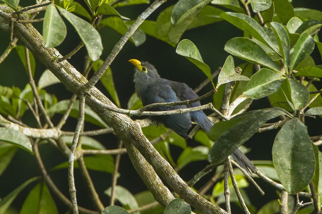 黄嘴鹃(Ceuthmochares aereus)