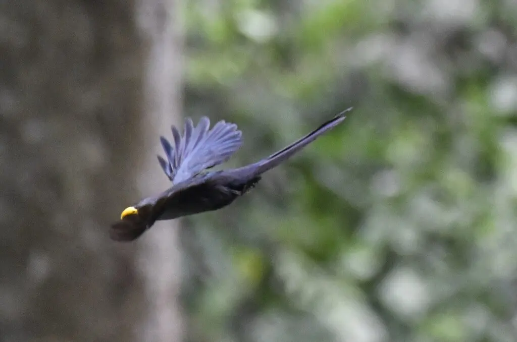 黄嘴鹃(Ceuthmochares aereus)