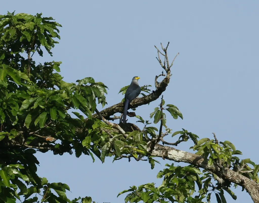 黄嘴鹃(Ceuthmochares aereus)