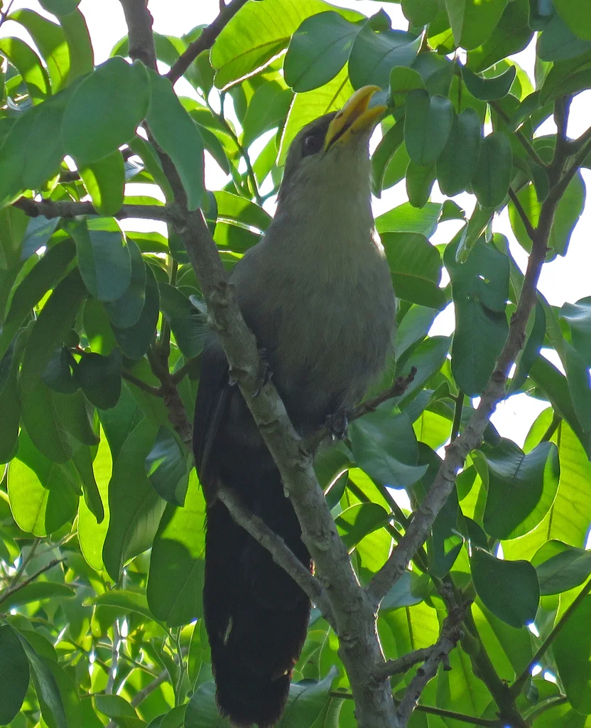 哨声黄嘴鹃(Ceuthmochares australis)