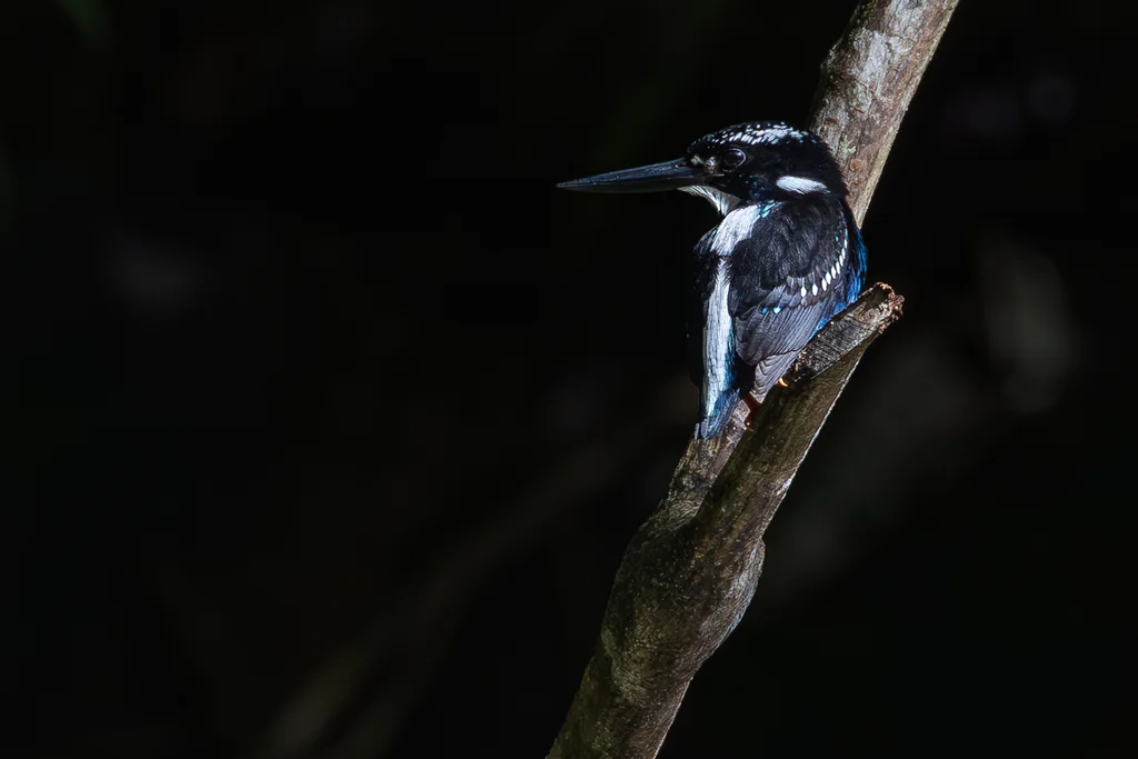 银翠鸟(Ceyx argentatus)