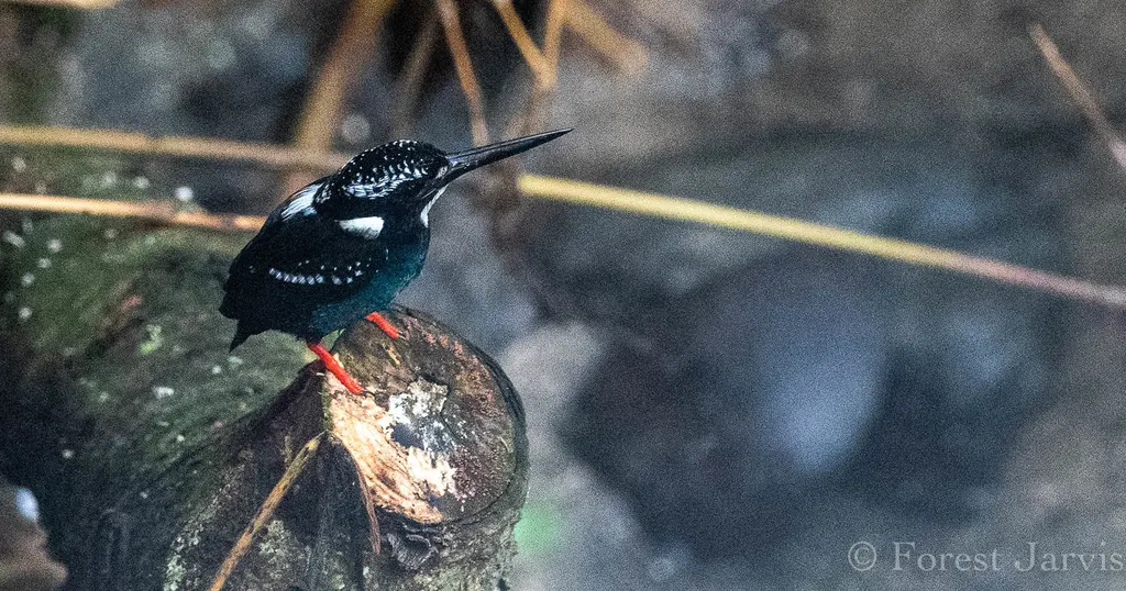 银翠鸟(Ceyx argentatus)