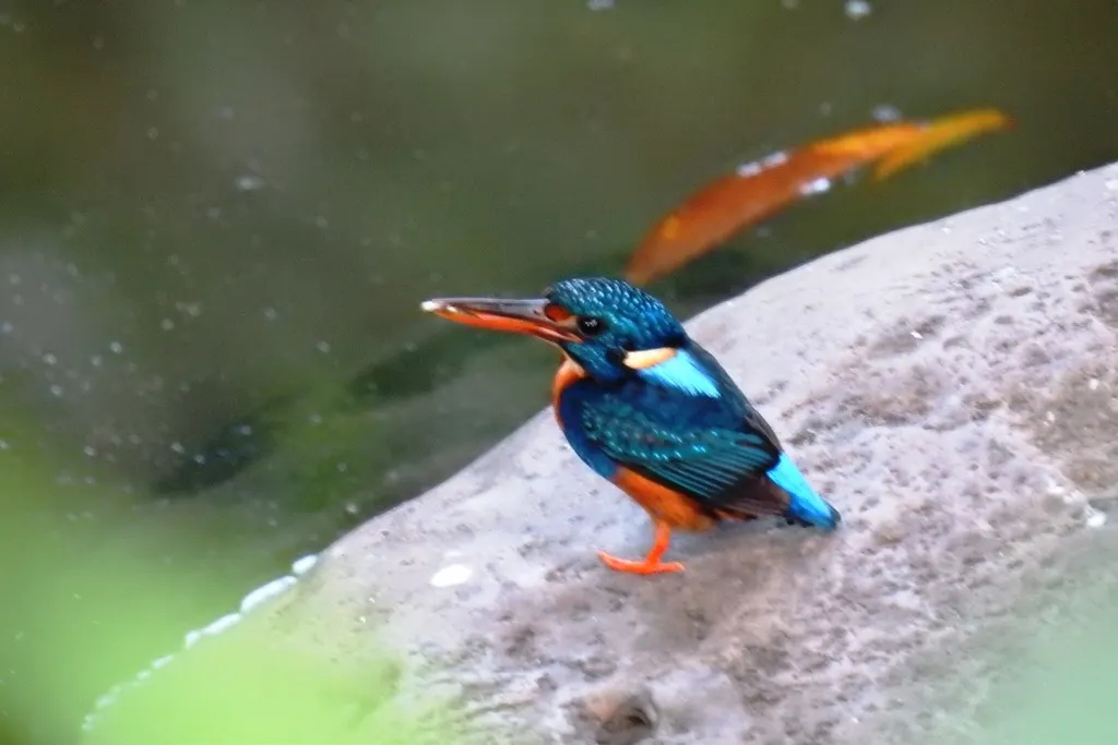 蓝胸翠鸟(Ceyx cyanopectus)