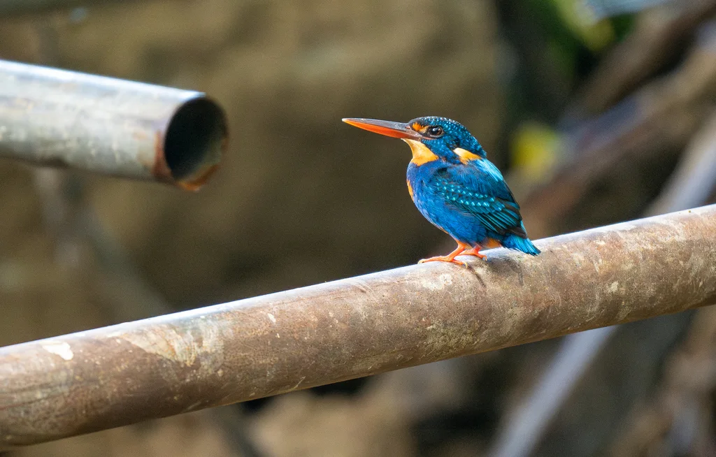 蓝胸翠鸟(Ceyx cyanopectus)