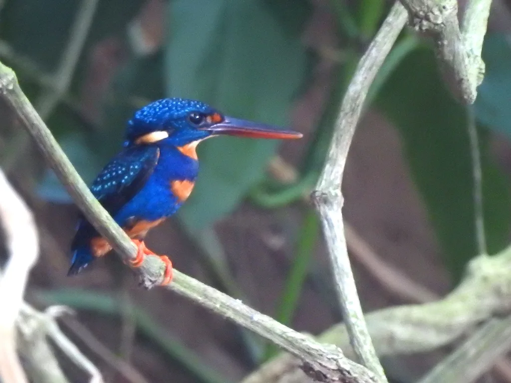 蓝胸翠鸟(Ceyx cyanopectus)