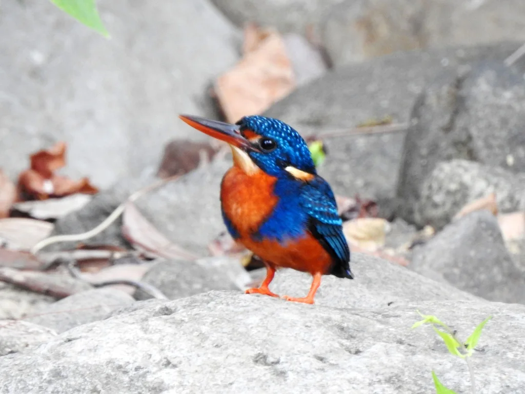 蓝胸翠鸟(Ceyx cyanopectus)