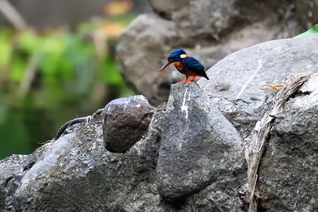 蓝胸翠鸟(Ceyx cyanopectus)