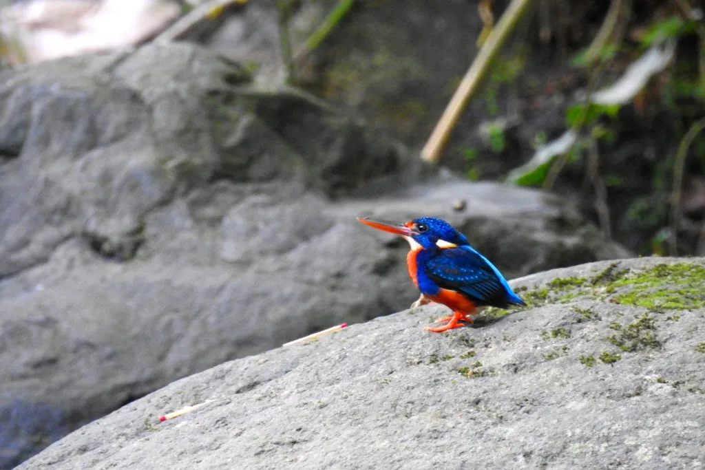 蓝胸翠鸟(Ceyx cyanopectus)