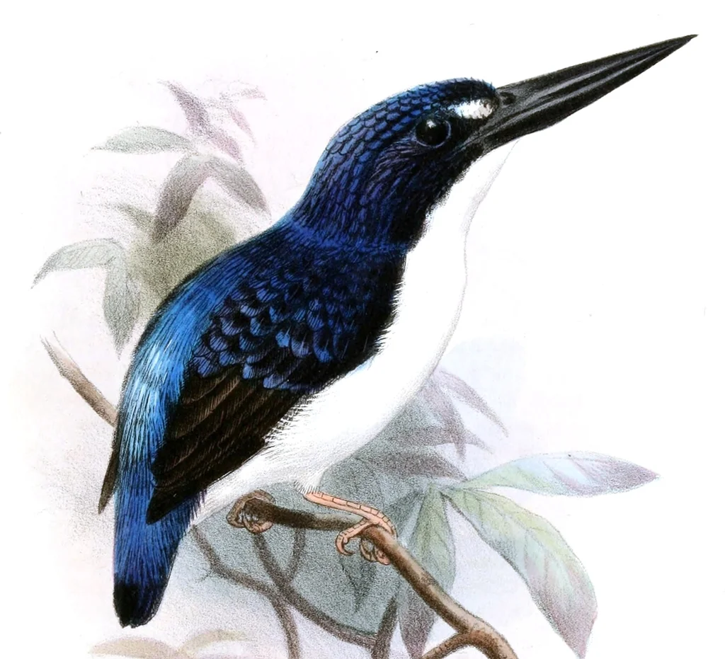 马基拉三趾翠鸟（Ceyx gentianus）