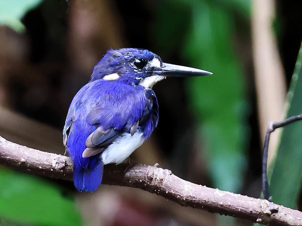 小翠鸟(Ceyx pusillus)